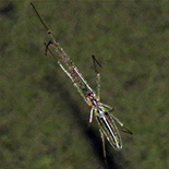 Tetragnatha species